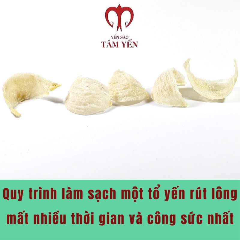 tổ yến rút lông vip 02