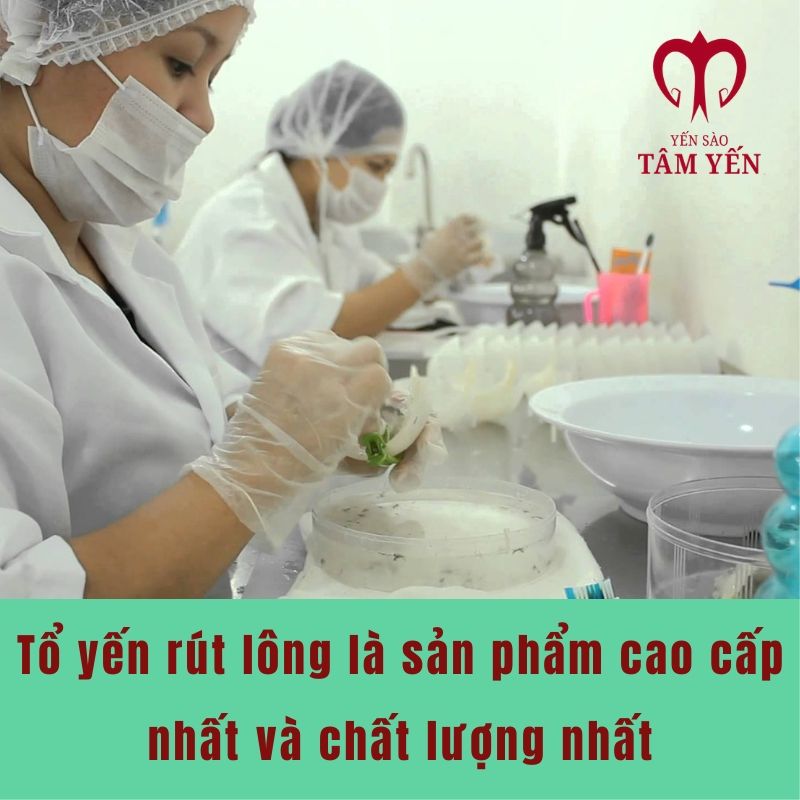 tổ yến rút lông vip 03