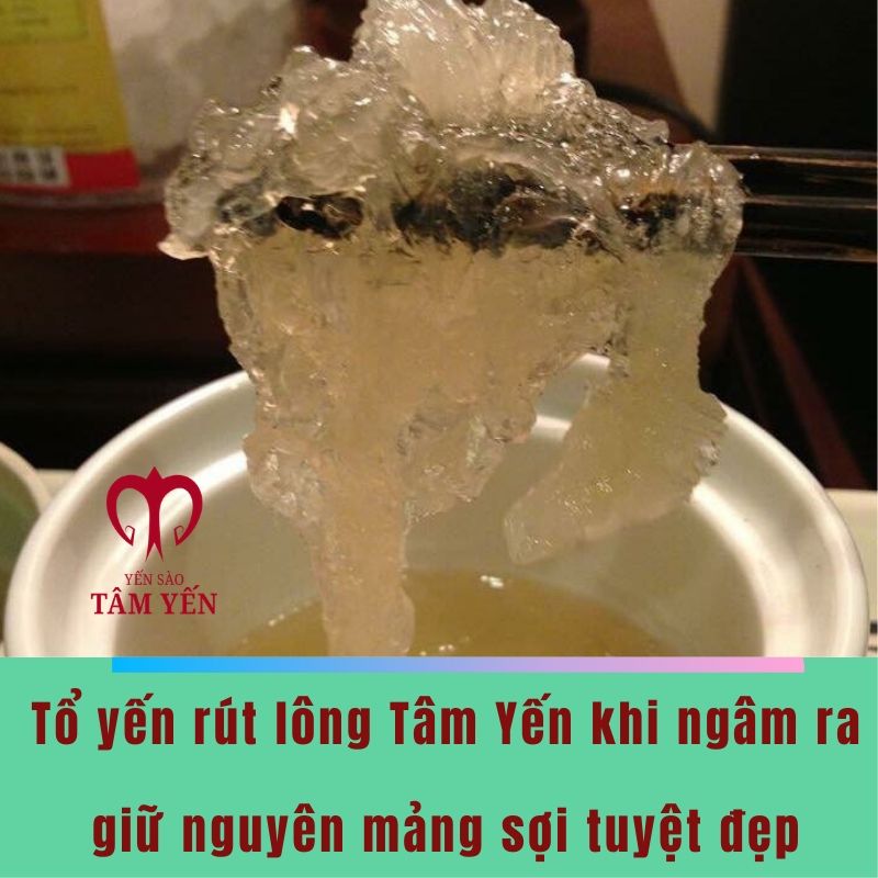 tổ yến rút lông 05